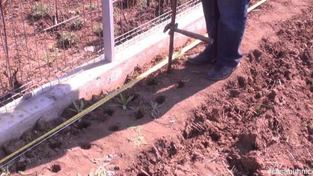 Plantarea gardului viu #casabuhnici_5