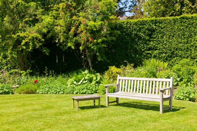 Wooden bench in a summer garden